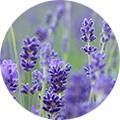 라벤더